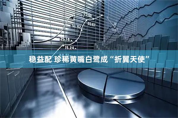 稳益配 珍稀黄嘴白鹭成“折翼天使”