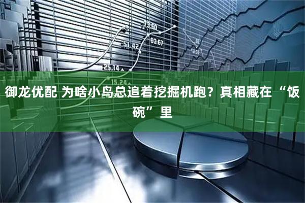 御龙优配 为啥小鸟总追着挖掘机跑？真相藏在 “饭碗” 里